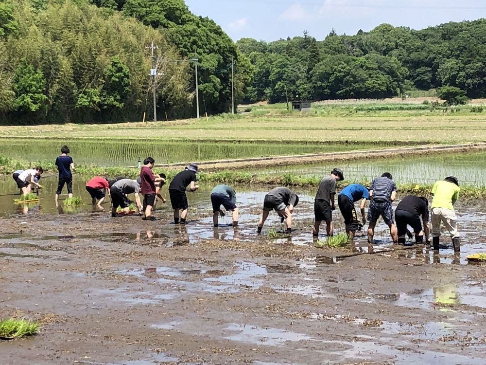 202605田植え